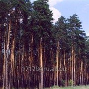 Лес хвойные породы фото