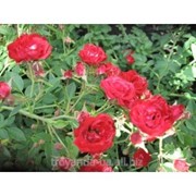 Саженец Почвопокровная роза Зоммирабель фотография