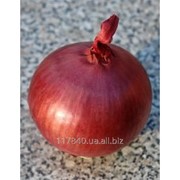 Семена лука, Грэйтфул Ред F1 (Grateful Red) упаковка (250000 шт)