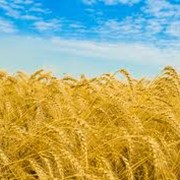 Пшеница неклассная фотография