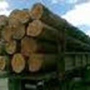 Экспорт древесины фото