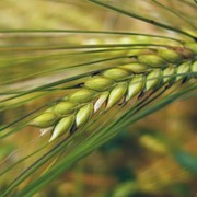 Пшеница твердая 1,2 класс оптом фото