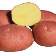 Картофель сорт Беллароза фото