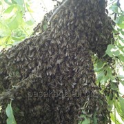 Пчёлы Карника пчелопакеты фотография