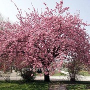 Сакура Prunus serr. Amanogawa обхват ствола 10-12