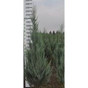 Можжевельник скальный Скайрокет Juniperus scopulorum Skyrocket фото