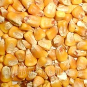 Кукуруза (неклас.) фото