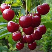 Саженцы вишни Мелитопольская десертная фото