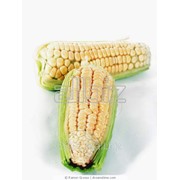 Кукуруза фуражная оптом от 500тн фото