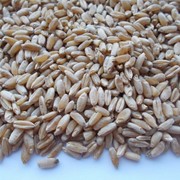 Твердая пшеница (Triticum durum)