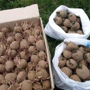 Картофель посадочный в Украине, Купить, Стоимость фото