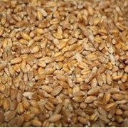 Зерно фуражное, пшеница 2 класс фото