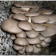 Продаю грибы вешенка по Одессе фото