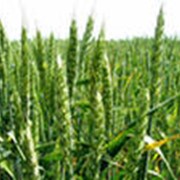 Озимая пшеница фотография