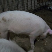 Премикс 2,5% быстрый откорм для свиней