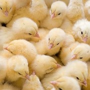 Цыплята мясо-яичных пород кур