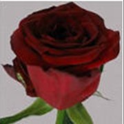 Розы красные Ред Наоми фото