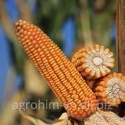 Насіння кукурудзи КВС-Україна СІЛЬВІНІО*, міш