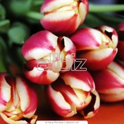 Доставка цветов из Голландии фотография