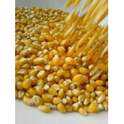 Продам семена кукурузы КВ 2704(гибрид) фотография
