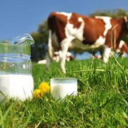 Молоко коровье сырое непастеризованное - оптовые поставки