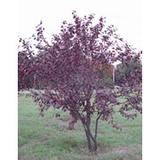 Слива Писсарда. (Prunus Pissardii Carr.) фото