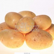 Картофель сорта каратоп, алладин фото