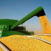 Кукуруза желтая без ГМО на экспорт. фотография