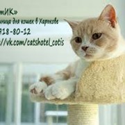 Гостиница для кошек в Харькове «КотИК» фото