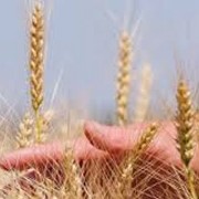 Пшениця озима Либідь фото