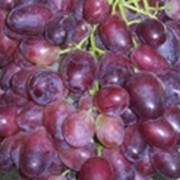 Сорта винограда новые Аристократ, А-А-1, А-А-1-1