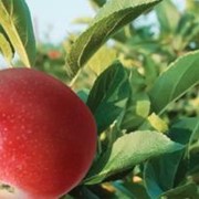 Пюре яблочное, Пюре фруктовое яблочное “Яблуневый Дар“. Продукт 100% натуральный, без добавления сахара, синтетических кислот, красителей и консервантов!!! фото
