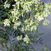 Софора Sophora japonica Pendula Обхват ствола 6-8 фотография