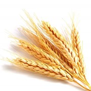 Cемена пшеницы, ячменя, овса