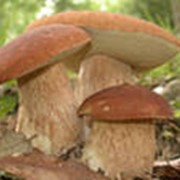Свежемороженые "Белые грибы" вес половинки"