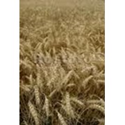 Семена пшеницы продажа, опт Украина фото