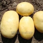 Картофель семенной сорт Джувел 28-35 мм 2РС фото