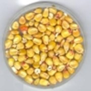 Продам кукурузу фуражную из хозяйства Луганская обл. Старобельский р-н 700 тонн.