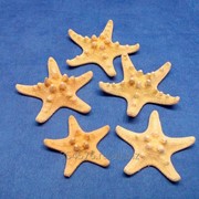 Звезды морские 5,1*7 - морской сувенир фото