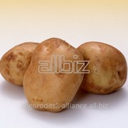 Продовольственный картофель фото