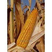 Семена кукурузы Краснодарский 194МВ фото