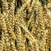 Пшеница озимая Богатко