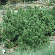 Сосна горная Pinus mugo subsp. mugo 180-200 B+S фотография