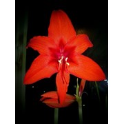 Амариллис цветы фото