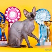 Питомник “Скорпион-Влада“ предлагает котят от элитных производителей! фото