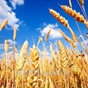 Канадская пшеница Ленокс (класс — элита). фото