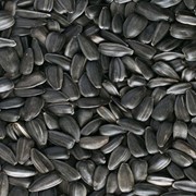Семена подсолнечника кондитерських сортов фото