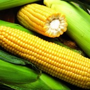Гибриды семена кукурузы Монсанто (Monsanto) фотография