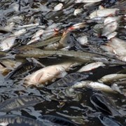 Рыба Азово-Черномоского бассейна продажа оптом. фото