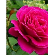 Саженцы роз “ Чайно-гибридные“ фото